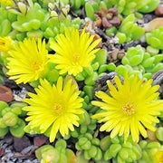 Yellow Ice Seeds