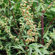 Mugwort Seeds - Herbal Plant For Home Gardens Seeds