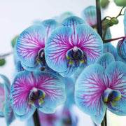 Blue and Pink Orchid Seeds