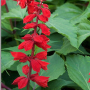 Salvia Red Scarlet Sage Seeds