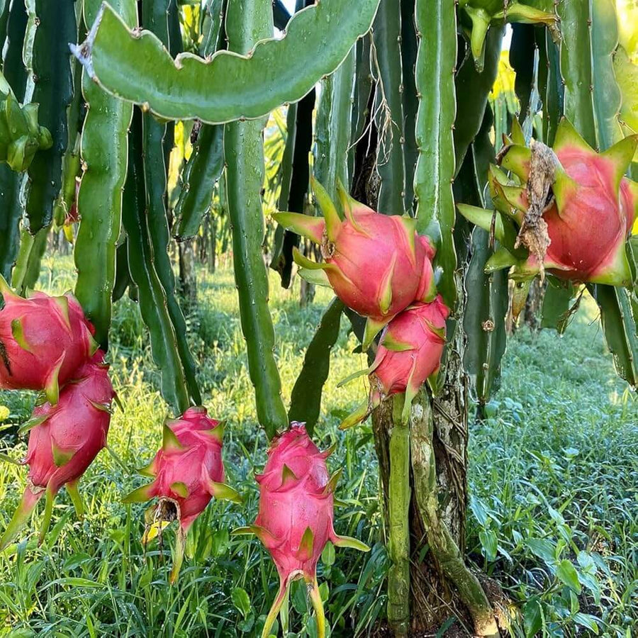 Exotic ClimbingDragon Seeds
