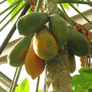 Sunrise Sweet Strawberry Papaya Seeds