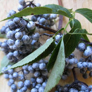 Blue Sambucus cerulea Elderberry Seeds