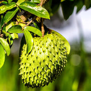 Pale Seeds, Annona muricata