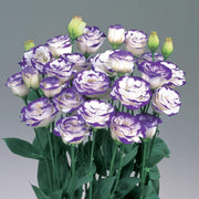Mixed Colors Lisianthus Seeds