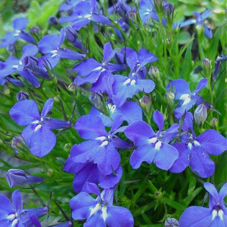 Compact Lobelia Seeds