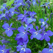 Compact Lobelia Seeds