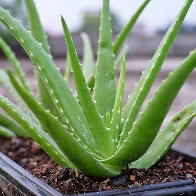 Light Green Aloe Vera Seeds, Herbal