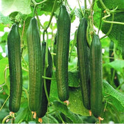 Armenian Cucumber Seeds