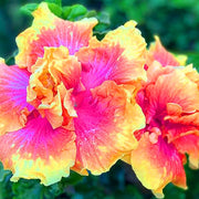 Pink Yellow Double Hibiscus Seeds