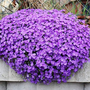 Rainbow Rock Cress Seeds
