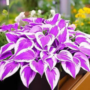 Purple & White Hosta Seeds