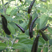 Cobra Pepper Seeds