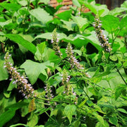 Java Indian Patchouli Seeds, Herbal