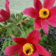 Red Pulsatilla Anemone Seeds