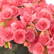 Compact Pink Rieger Begonia Seeds