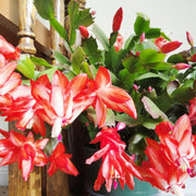 Schlumbergera Seeds - Herbal Plant For Home Gardens Seeds