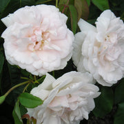 Climbing Madame Alfred Carriere Rose Seeds