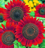 Red Mini Sunflower Seeds