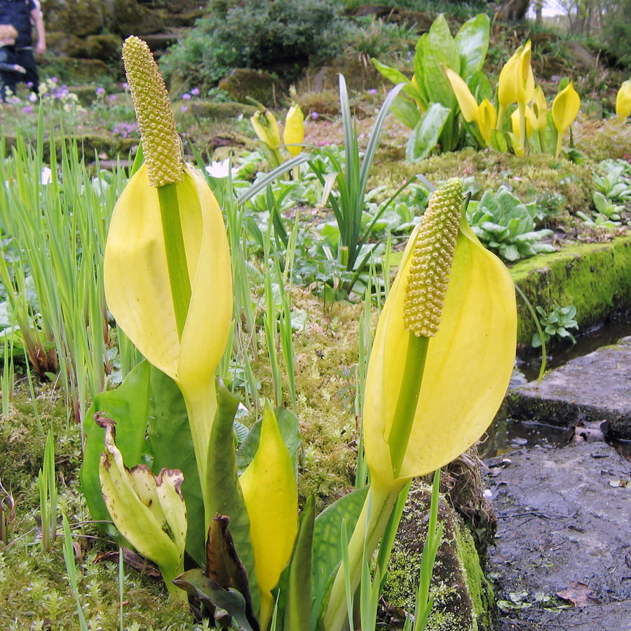 Lysichiton Americanus Skunk Cabbage Seeds