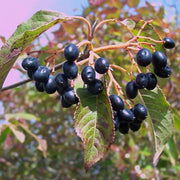 Nanny Berry Seeds