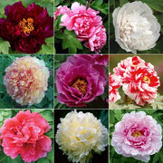 Mixed Colors Peony Seeds