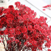 Deep Carmine Gypsophila Seeds
