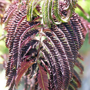 Chocolate Mimosa Seeds, Herbal
