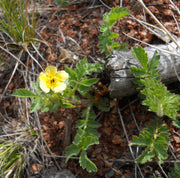 Hardy Blooms Bigflower Cinquefoil Seeds