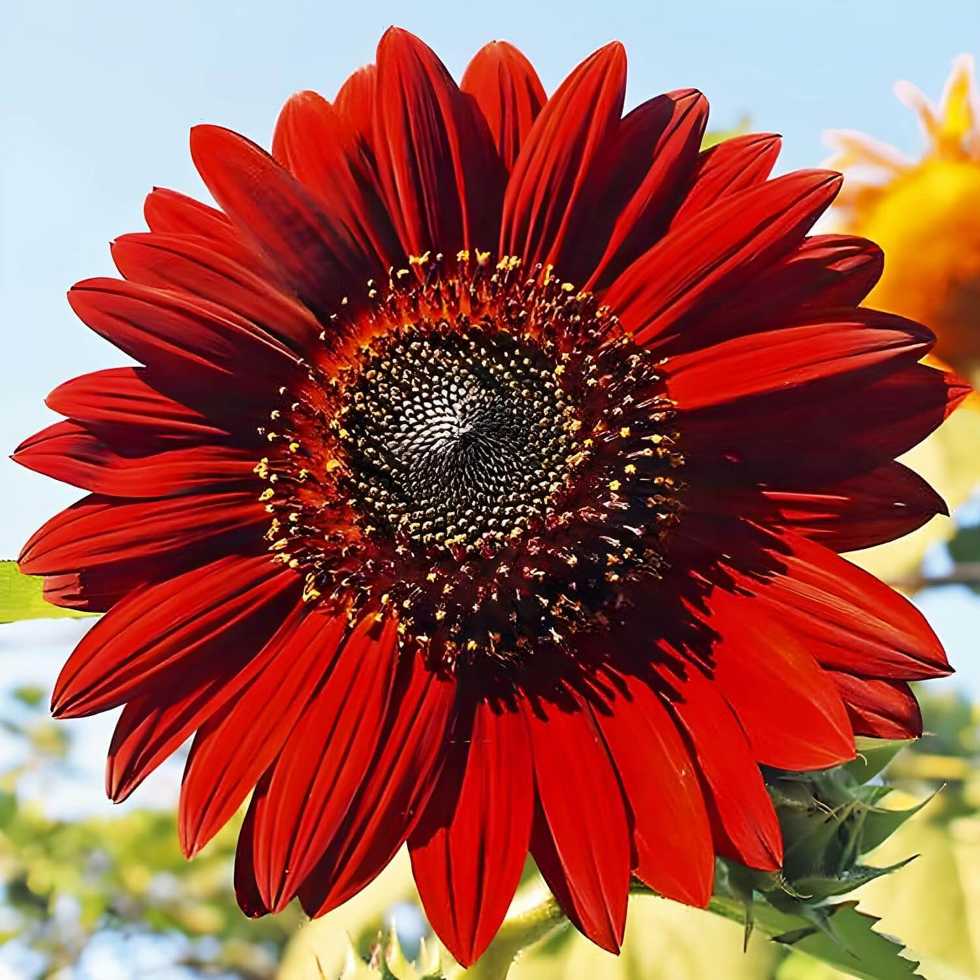 American Roter Sonnenhut Seeds