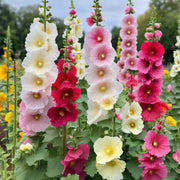 Indian Spring Hollyhock Seeds