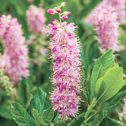 Pink Summersweet Seeds