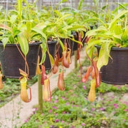Giant Monkey Cup Seeds