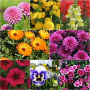 Blend Winter Mix Seeds
