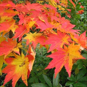 Korean Maple Seeds, Herbal