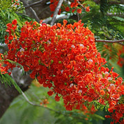 Flame Tree Royal Poinciana Seeds