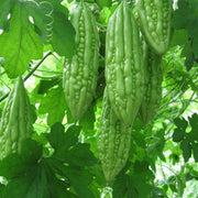 Bitter Melon Gourd Seeds