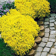 Yellow Thyme Seeds