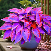 Hosta Seeds, Blue and Purple