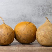 Cannonball Gourd Seeds