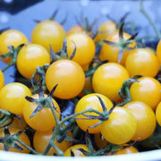 Lemon Boy Tomato Seeds