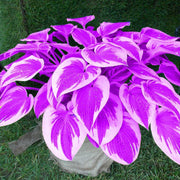 Purple & White Hosta Seeds
