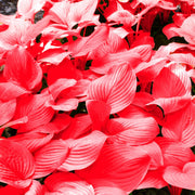 Red Perennial Hosta Seeds
