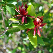 Sweet Shrub Carolina Allspice Seeds