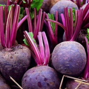Violet Beetroot Seeds