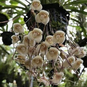 Brown Monkey Orchid Seeds