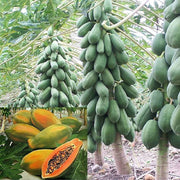 Sunrise Sweet Strawberry Papaya Seeds