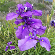 Elegant Japanese Iris Seeds