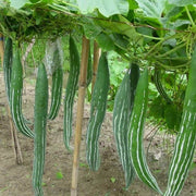 Snake Serpent Gourd Cucumber Seeds