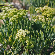Hardy Coastal Samphire Seeds